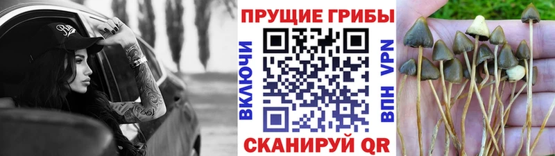 Купить  Щёлково  Псилоцибиновые грибы MAGIC MUSHROOMS 